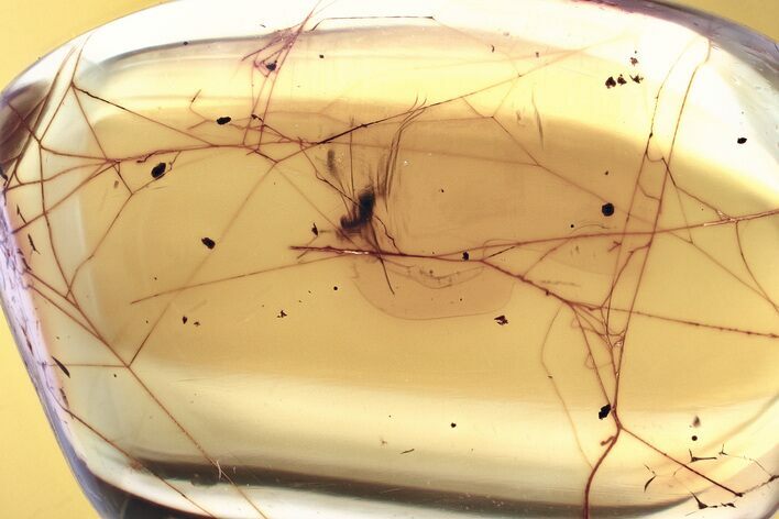 Detailed Fossil Cobwebs and Dark-Winged Fungus Gnat in Baltic Amber #346581